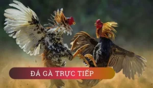 Cách Chơi Đá Gà GA28 Tại Hi88 Chi Tiết Cho Người Mới Bắt Đầu