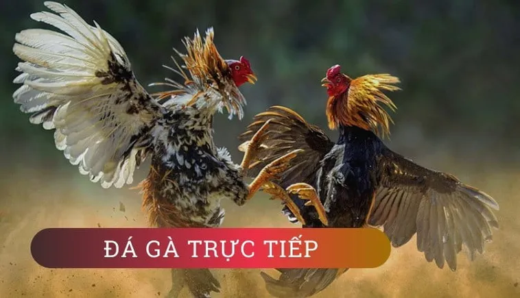 Cách Chơi Đá Gà GA28 Tại Hi88 Chi Tiết Cho Người Mới Bắt Đầu